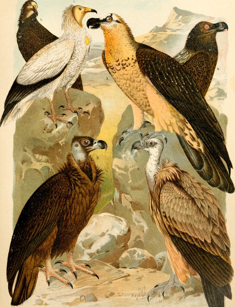 griffon vulture (Gyps fulvus), cinereous vulture (Aegypius monachus), bearded vulture (Gypaetus barbatus), Egyptian vulture (Neophron percnopterus); DISPLAY FULL IMAGE.