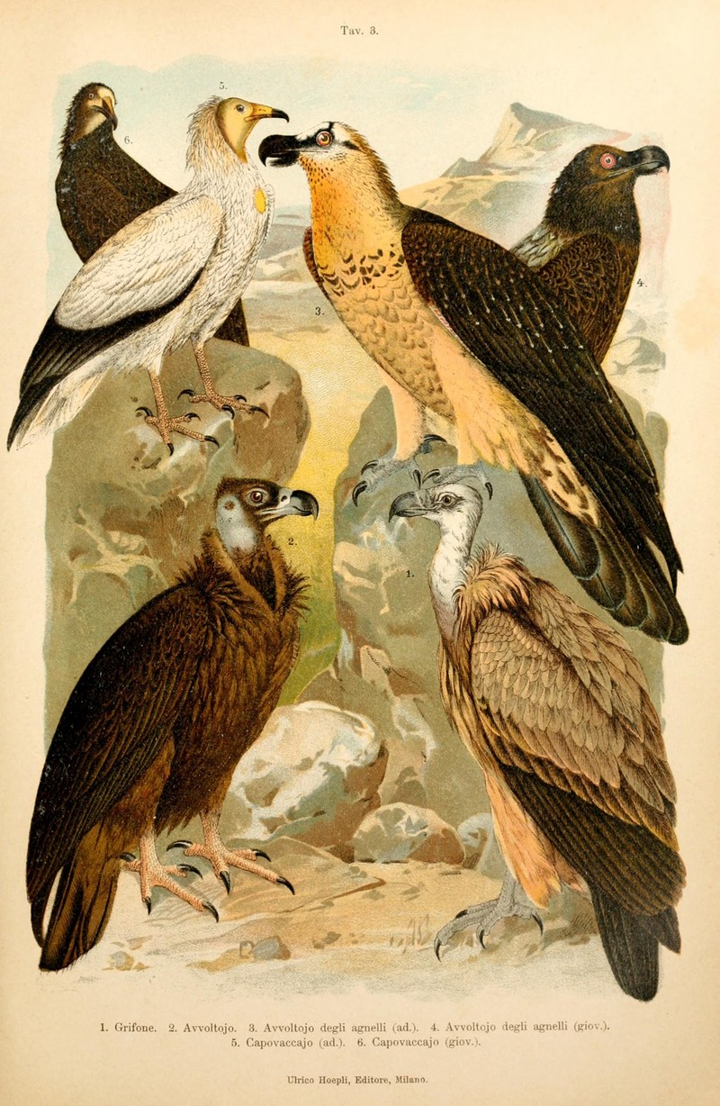 griffon vulture (Gyps fulvus), cinereous vulture (Aegypius monachus), bearded vulture (Gypaetus barbatus), Egyptian vulture (Neophron percnopterus); DISPLAY FULL IMAGE.