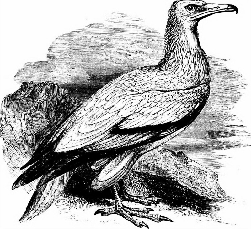 Egyptian vulture (Neophron percnopterus); DISPLAY FULL IMAGE.