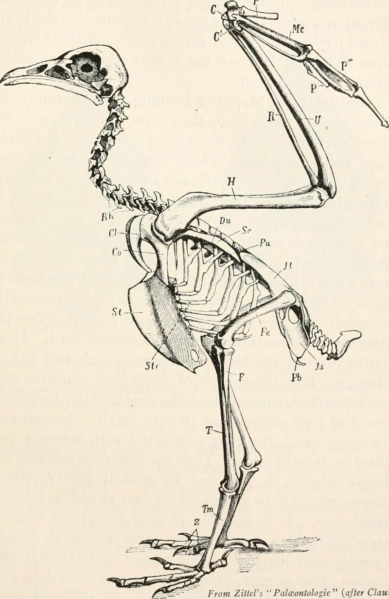 Egyptian vulture (Neophron percnopterus); DISPLAY FULL IMAGE.