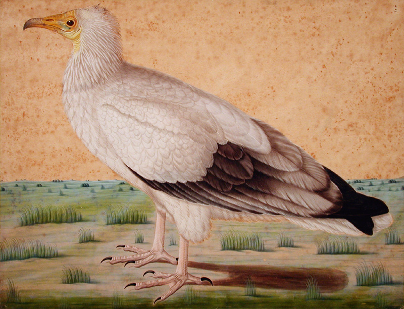 Egyptian vulture (Neophron percnopterus); DISPLAY FULL IMAGE.