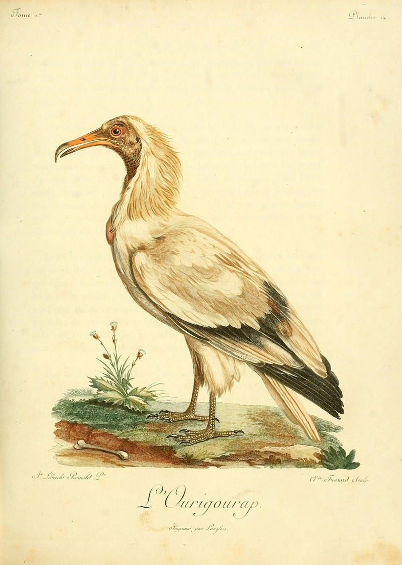 Egyptian vulture (Neophron percnopterus); DISPLAY FULL IMAGE.