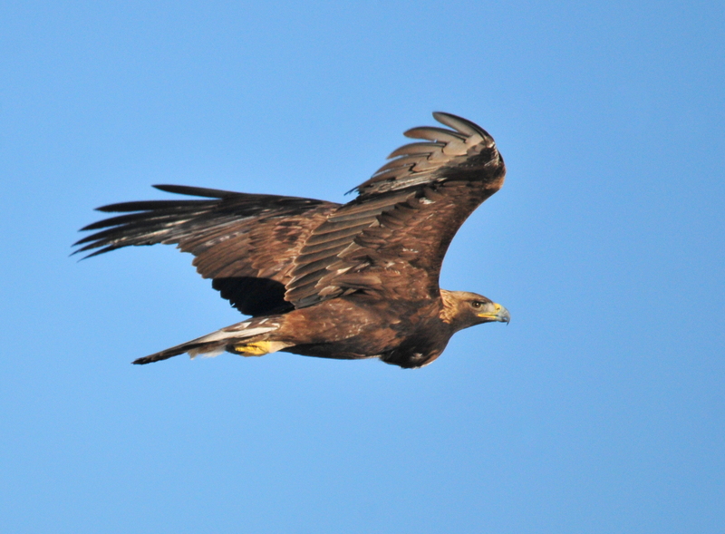 golden eagle (Aquila chrysaetos); DISPLAY FULL IMAGE.