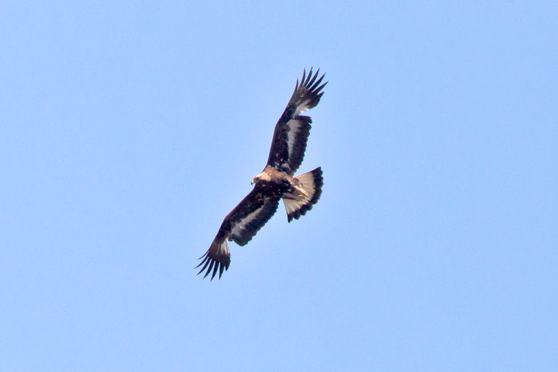 golden eagle (Aquila chrysaetos); DISPLAY FULL IMAGE.