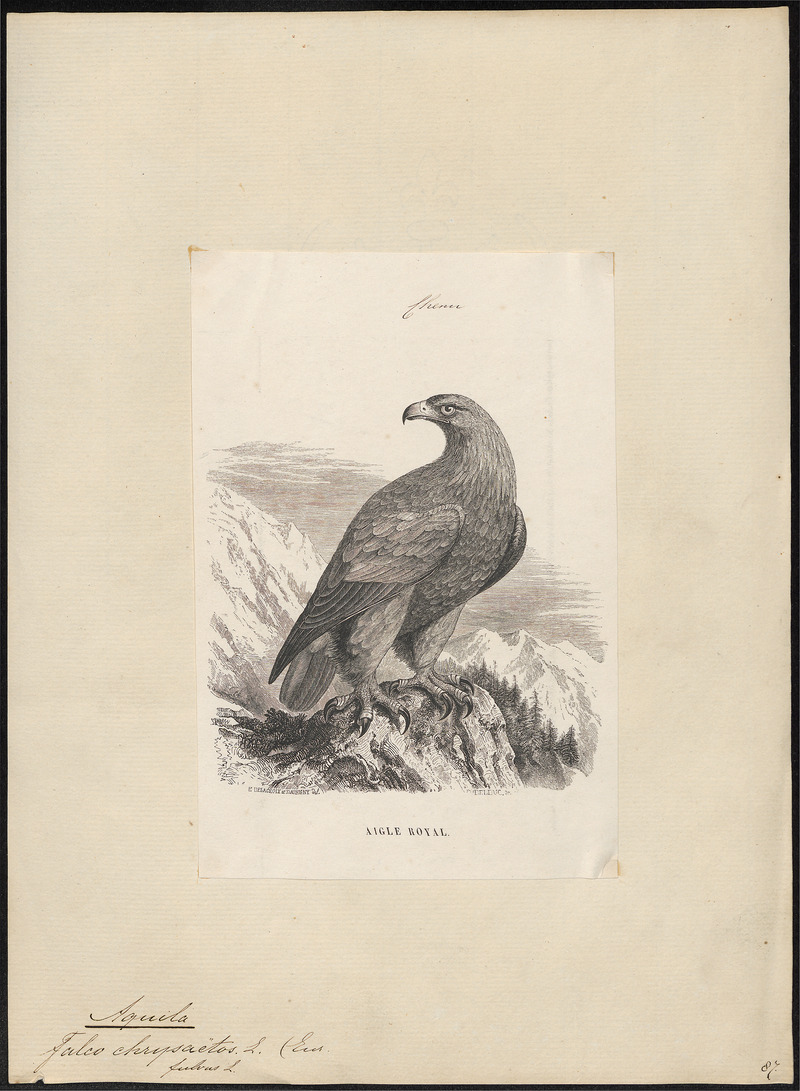 golden eagle (Aquila chrysaetos); DISPLAY FULL IMAGE.