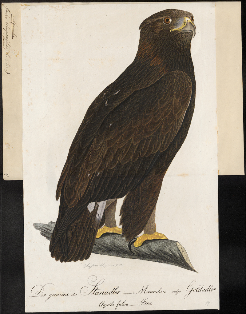 golden eagle (Aquila chrysaetos); DISPLAY FULL IMAGE.