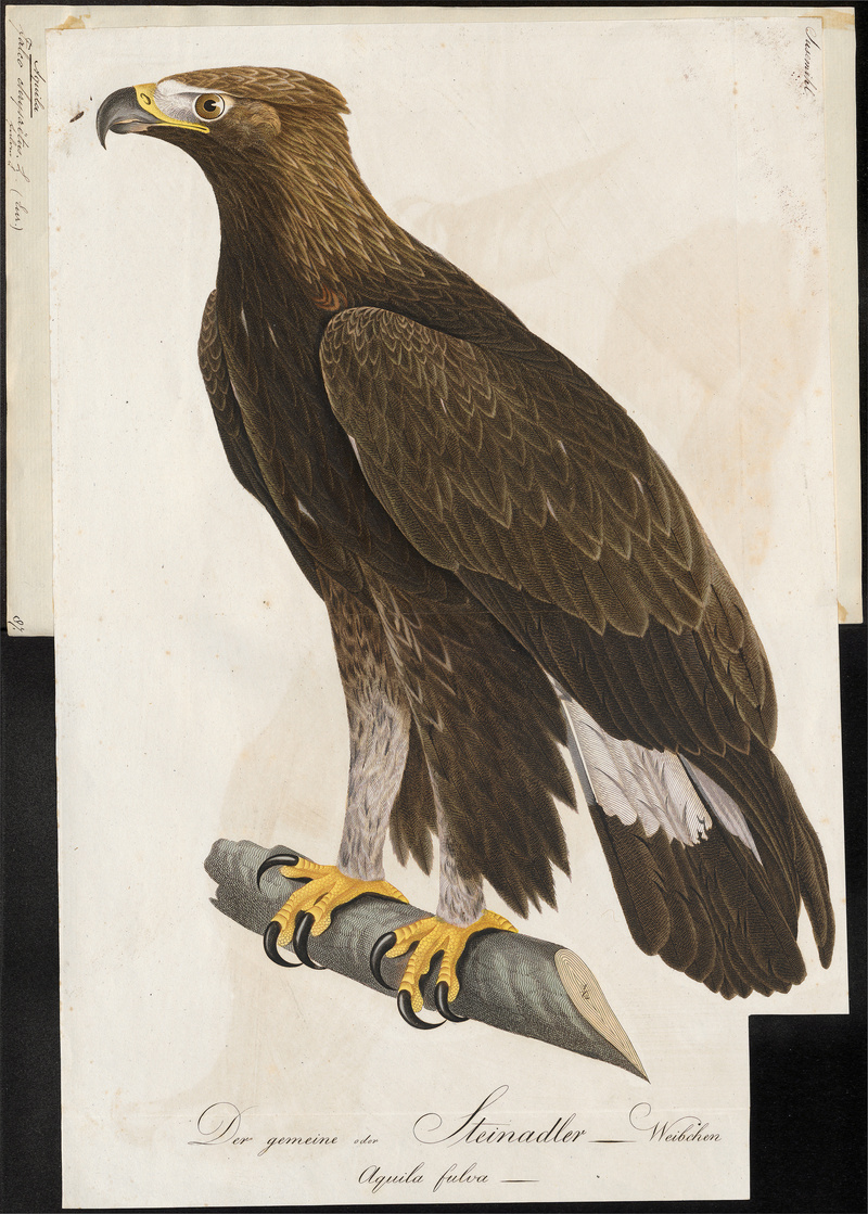 golden eagle (Aquila chrysaetos); DISPLAY FULL IMAGE.