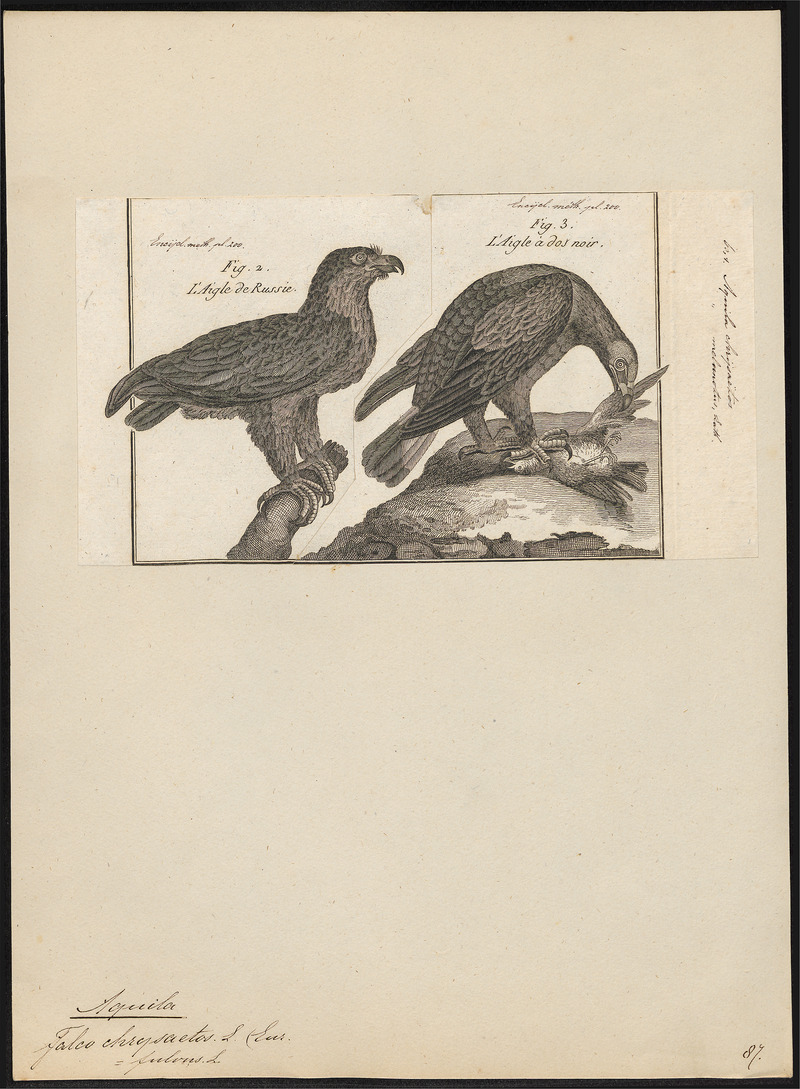 golden eagle (Aquila chrysaetos); DISPLAY FULL IMAGE.