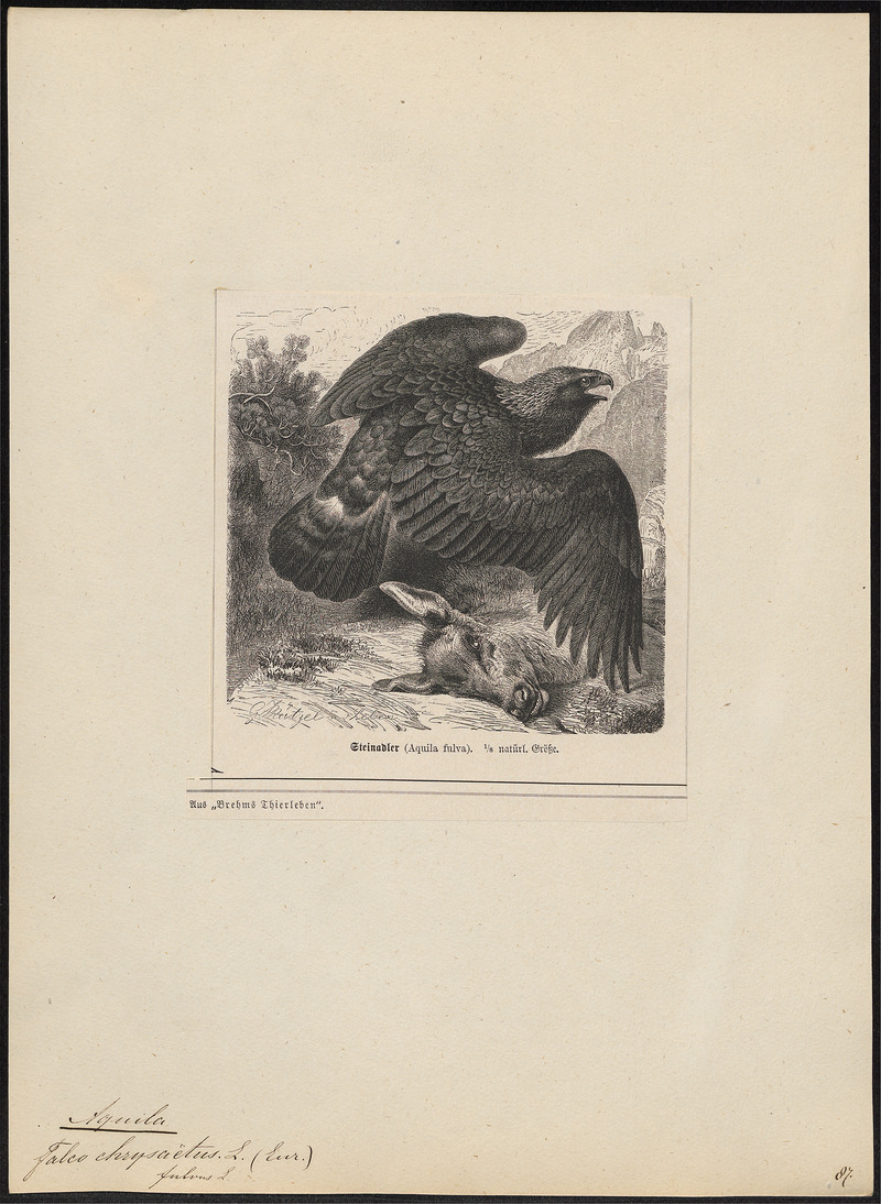 golden eagle (Aquila chrysaetos); DISPLAY FULL IMAGE.