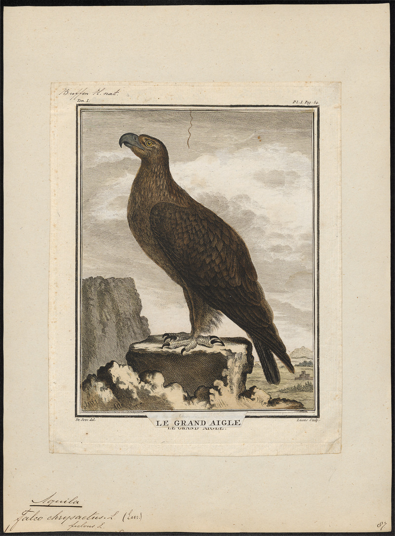 golden eagle (Aquila chrysaetos); DISPLAY FULL IMAGE.