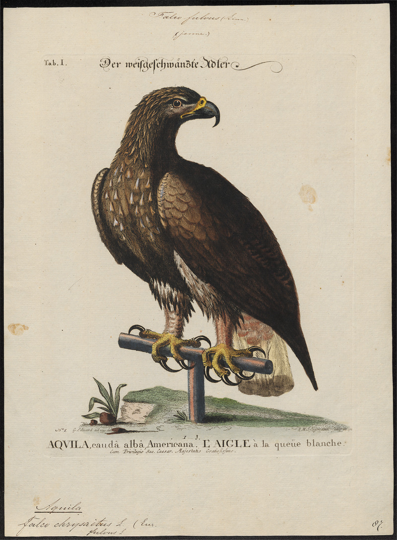 golden eagle (Aquila chrysaetos); DISPLAY FULL IMAGE.