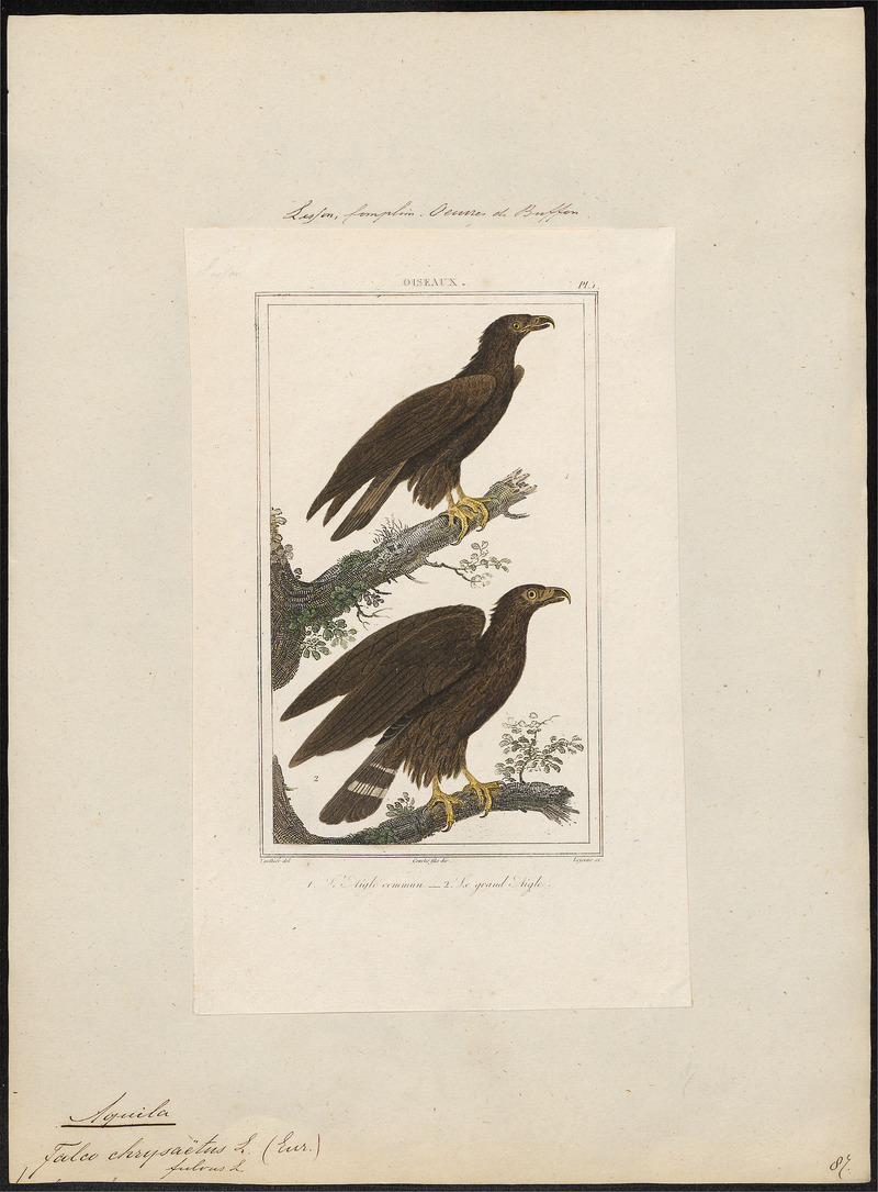 golden eagle (Aquila chrysaetos); DISPLAY FULL IMAGE.