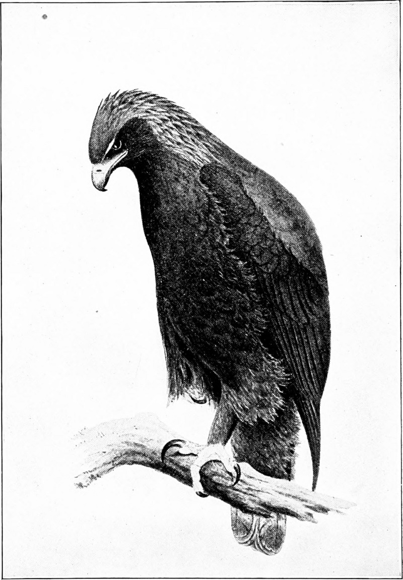 golden eagle (Aquila chrysaetos); DISPLAY FULL IMAGE.