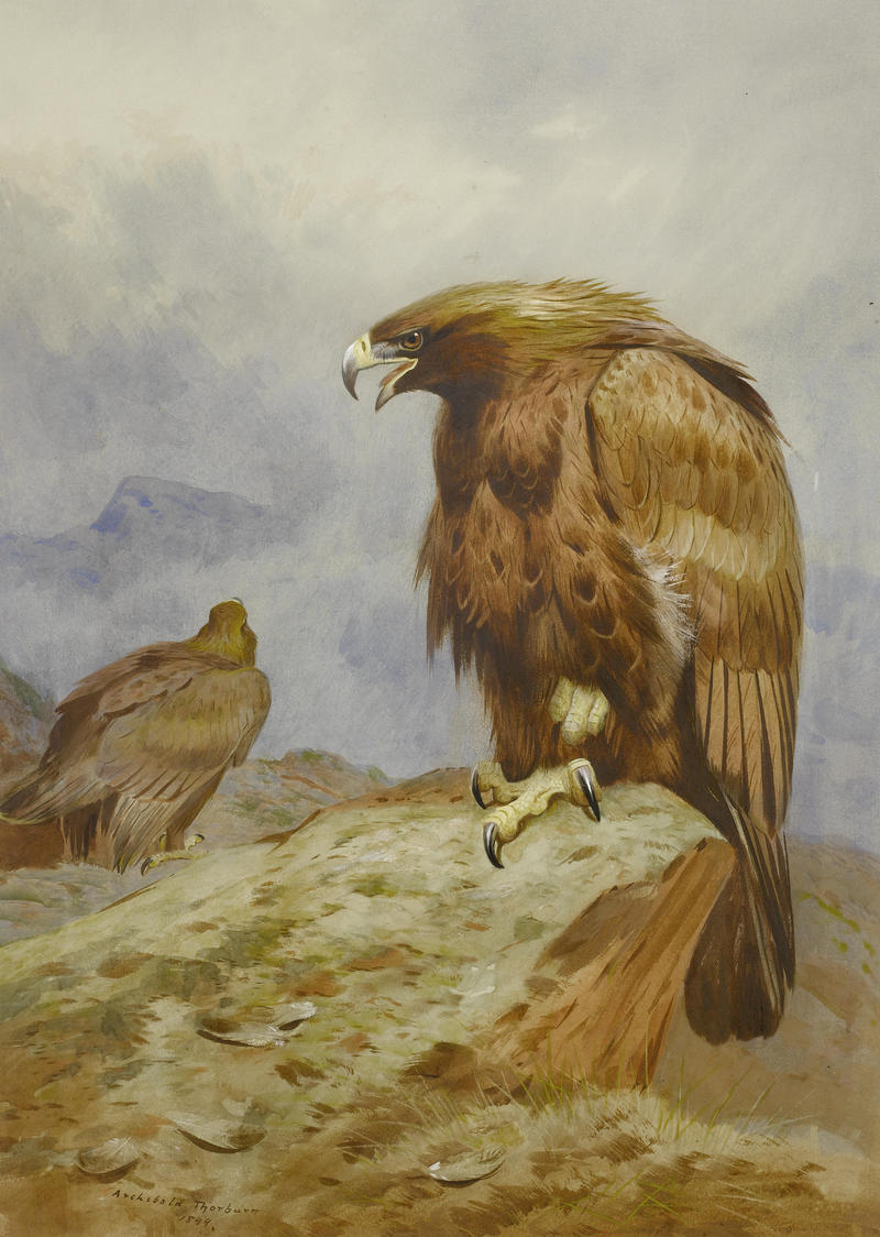 golden eagle (Aquila chrysaetos); DISPLAY FULL IMAGE.