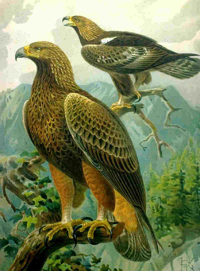 golden eagle (Aquila chrysaetos); DISPLAY FULL IMAGE.