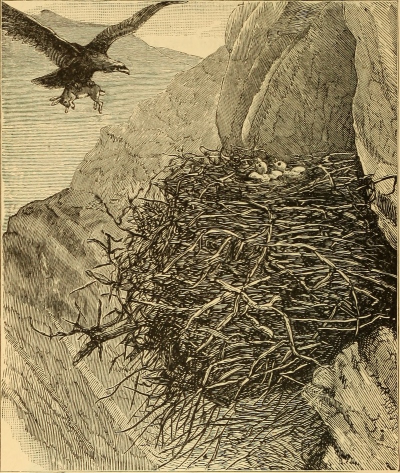 golden eagle (Aquila chrysaetos); DISPLAY FULL IMAGE.