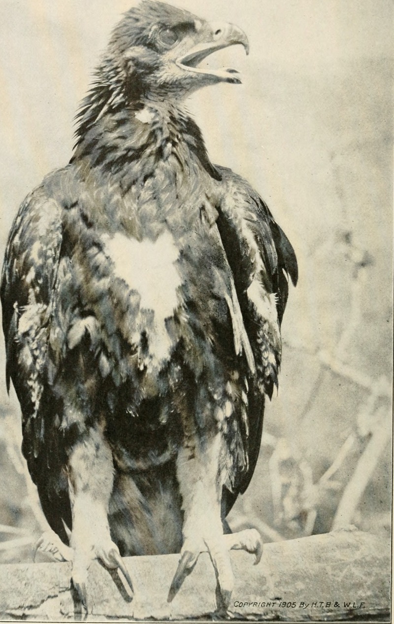golden eagle (Aquila chrysaetos); DISPLAY FULL IMAGE.