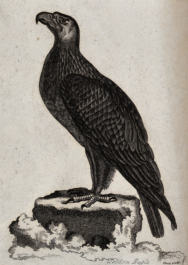 golden eagle (Aquila chrysaetos); DISPLAY FULL IMAGE.