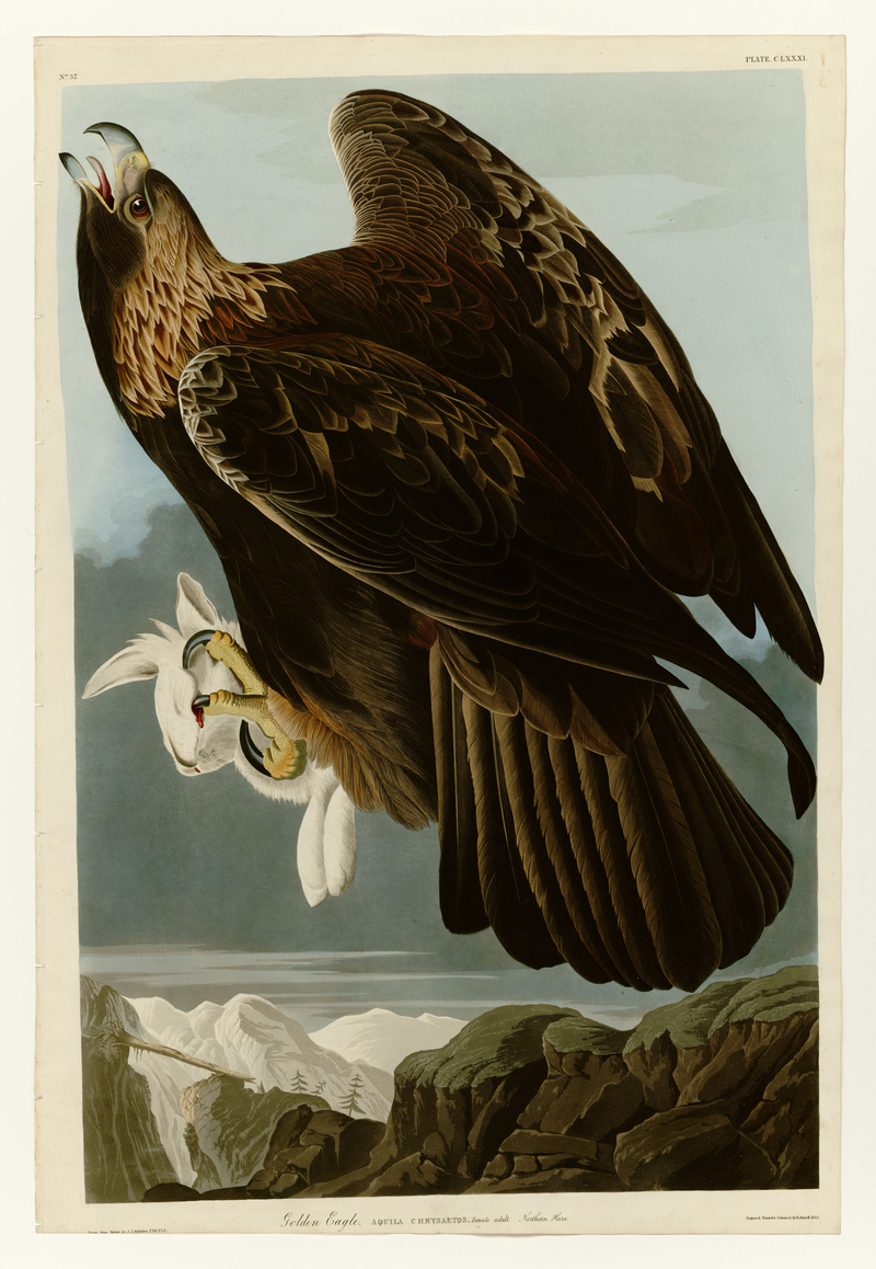 golden eagle (Aquila chrysaetos); DISPLAY FULL IMAGE.