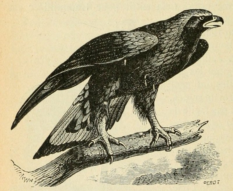 golden eagle (Aquila chrysaetos); DISPLAY FULL IMAGE.
