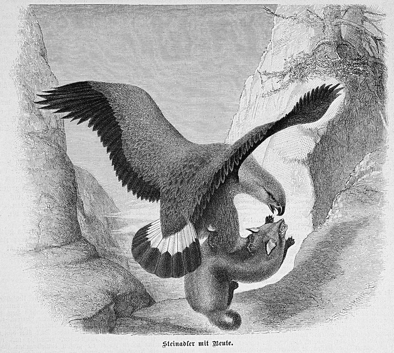 golden eagle (Aquila chrysaetos); DISPLAY FULL IMAGE.