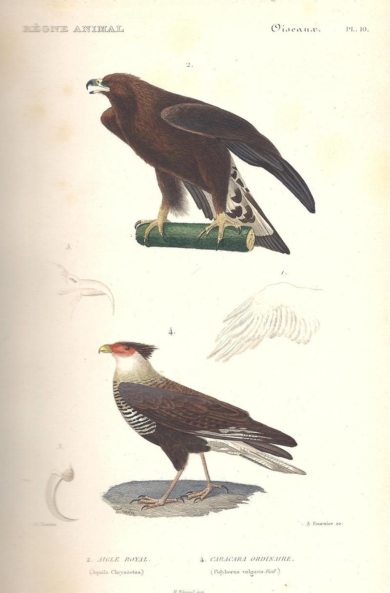 golden eagle (Aquila chrysaetos), southern crested caracara (Caracara plancus); DISPLAY FULL IMAGE.