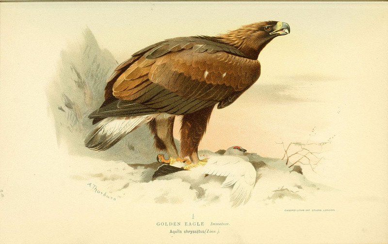 golden eagle (Aquila chrysaetos); DISPLAY FULL IMAGE.