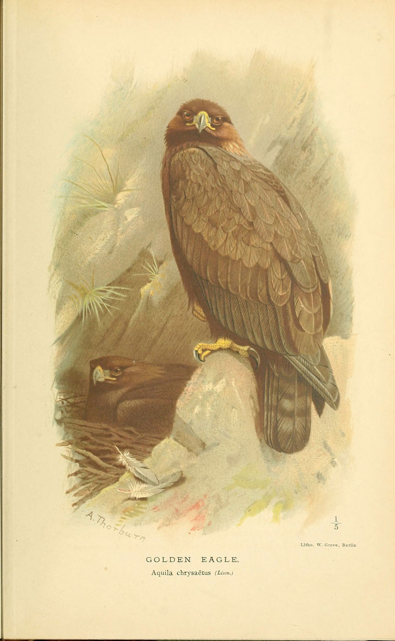 golden eagle (Aquila chrysaetos); DISPLAY FULL IMAGE.
