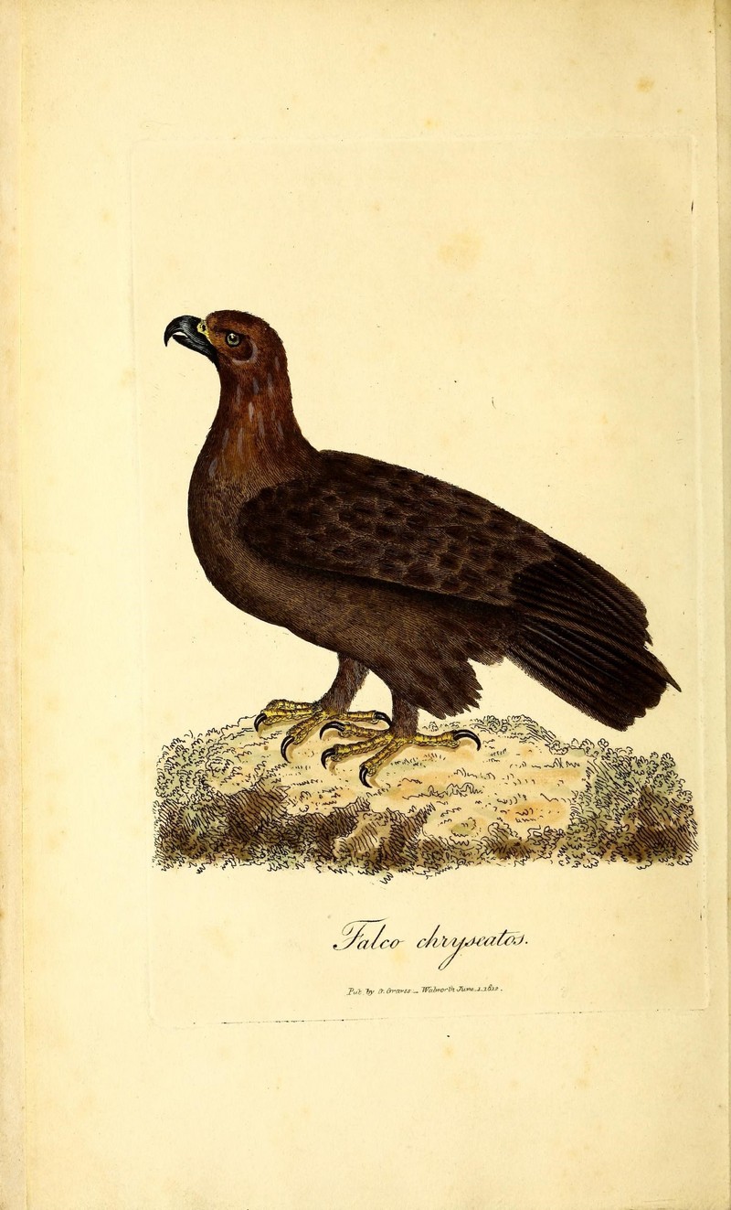 golden eagle (Aquila chrysaetos); DISPLAY FULL IMAGE.
