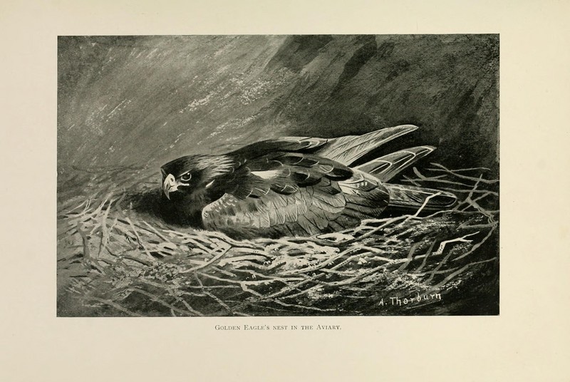golden eagle (Aquila chrysaetos); DISPLAY FULL IMAGE.
