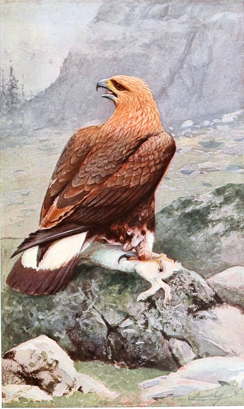 golden eagle (Aquila chrysaetos); DISPLAY FULL IMAGE.