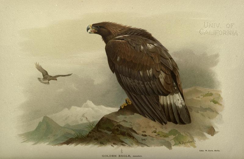 golden eagle (Aquila chrysaetos); DISPLAY FULL IMAGE.