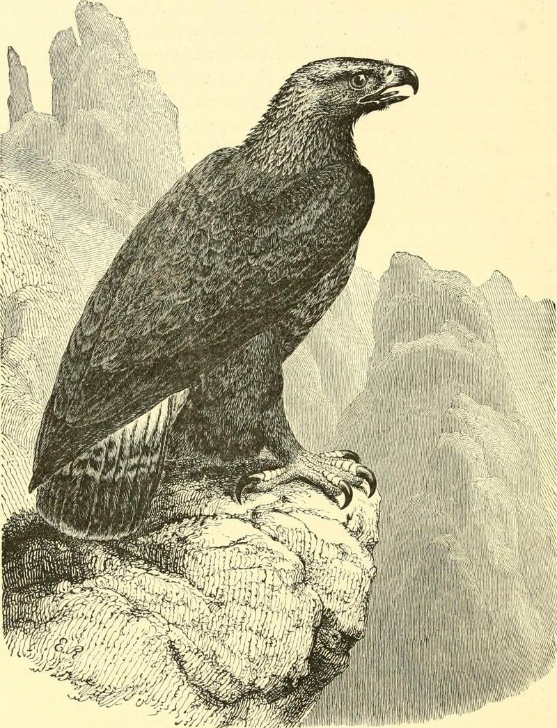 golden eagle (Aquila chrysaetos); DISPLAY FULL IMAGE.