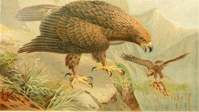 golden eagle (Aquila chrysaetos); DISPLAY FULL IMAGE.