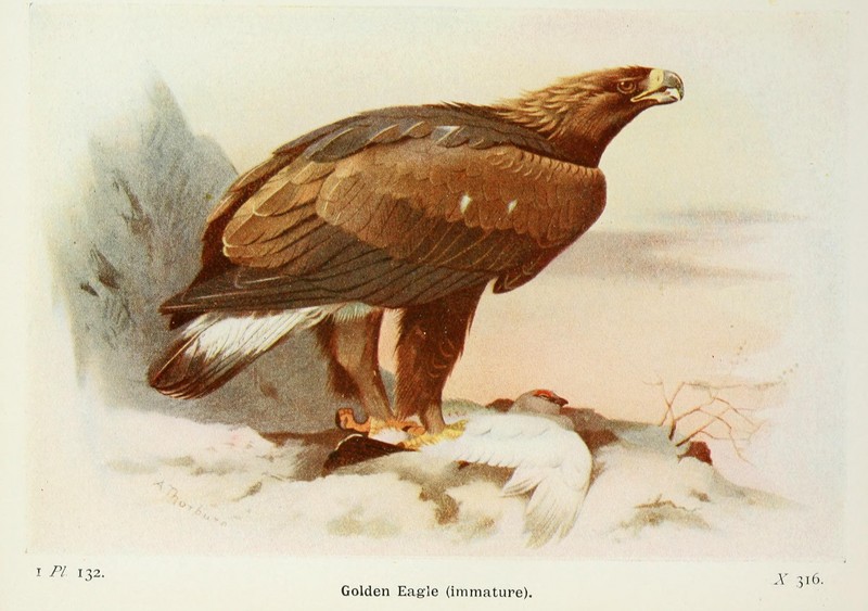 golden eagle (Aquila chrysaetos); DISPLAY FULL IMAGE.