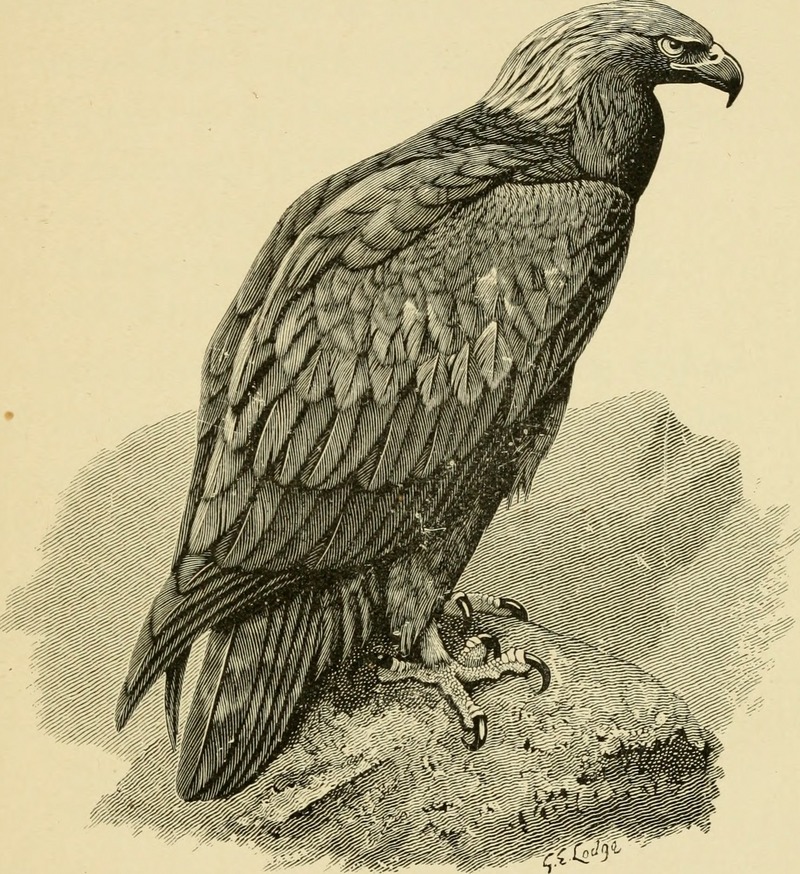 golden eagle (Aquila chrysaetos); DISPLAY FULL IMAGE.