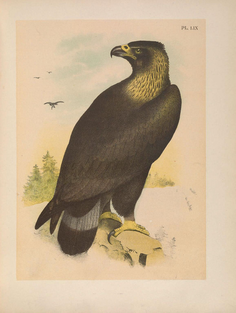 golden eagle (Aquila chrysaetos); DISPLAY FULL IMAGE.