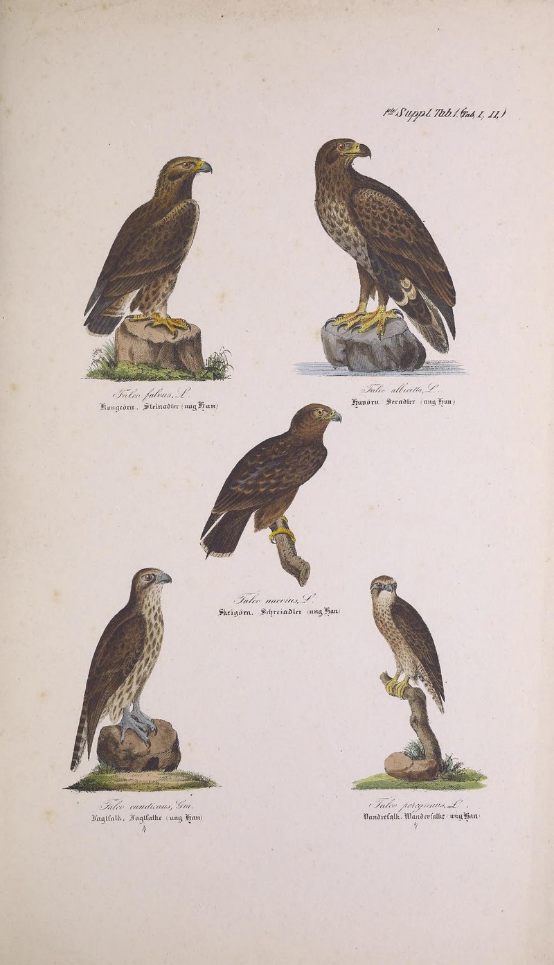 golden eagle (Aquila chrysaetos), white-tailed eagle (Haliaeetus albicilla), lesser spotted eagle (Clanga pomarina), gyrfalcon (Falco rusticolus), peregrine falcon (Falco peregrinus); DISPLAY FULL IMAGE.