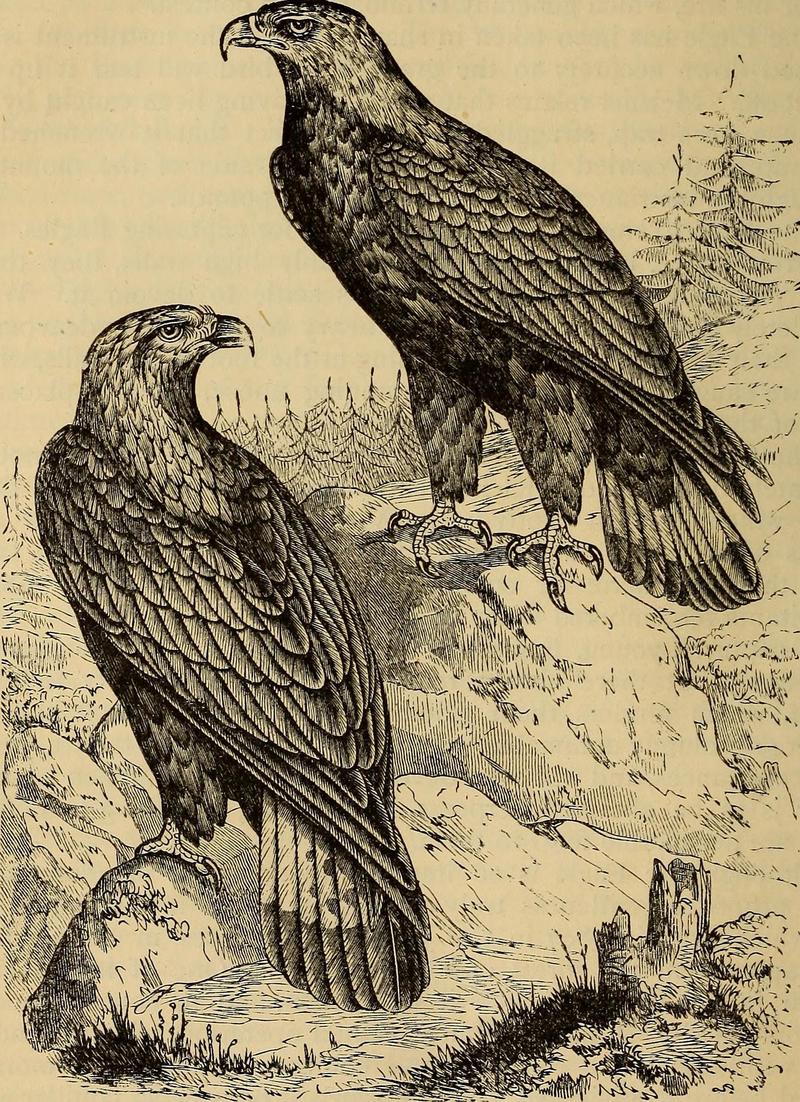 golden eagle (Aquila chrysaetos); DISPLAY FULL IMAGE.