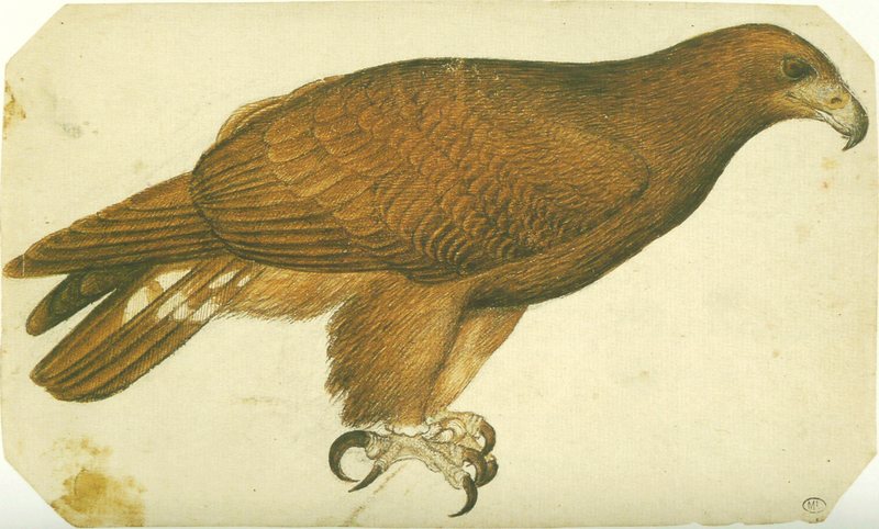 golden eagle (Aquila chrysaetos); DISPLAY FULL IMAGE.