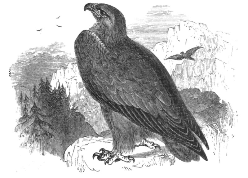 golden eagle (Aquila chrysaetos); DISPLAY FULL IMAGE.