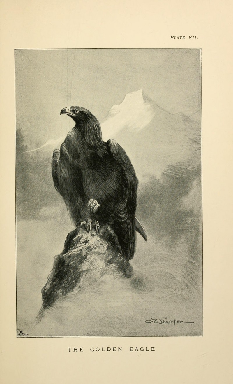 golden eagle (Aquila chrysaetos); DISPLAY FULL IMAGE.