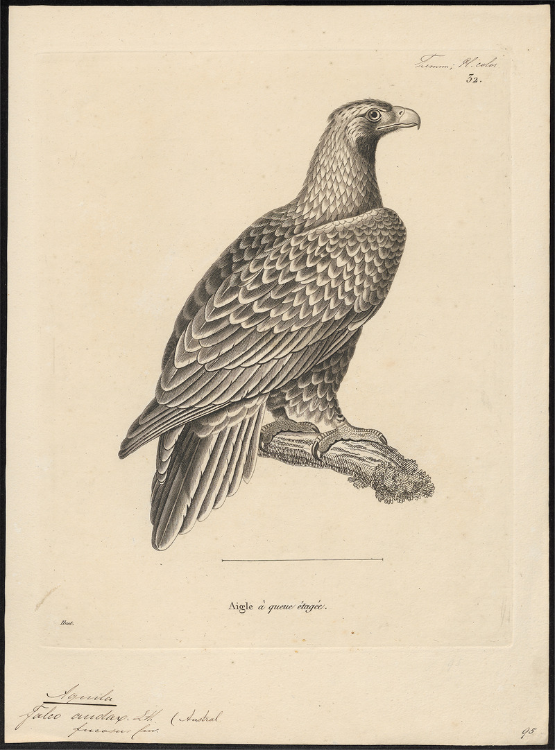 wedge-tailed eagle, eaglehawk, bunjil (Aquila audax); DISPLAY FULL IMAGE.