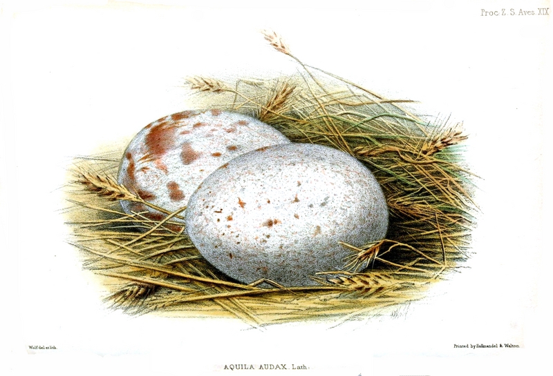 wedge-tailed eagle, eaglehawk, bunjil (Aquila audax); DISPLAY FULL IMAGE.