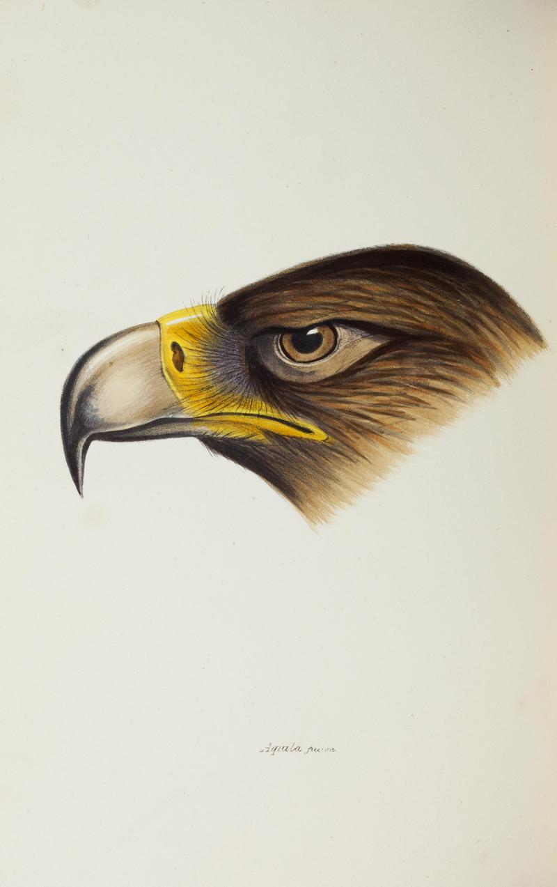 wedge-tailed eagle, eaglehawk, bunjil (Aquila audax); DISPLAY FULL IMAGE.
