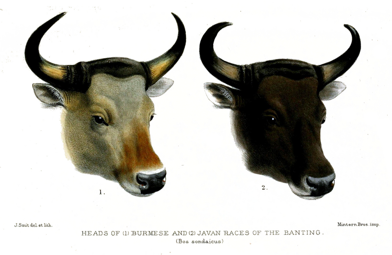 banteng, tembadau (Bos javanicus); DISPLAY FULL IMAGE.