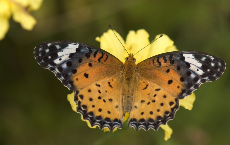 Indian fritillary (Argynnis hyperbius); DISPLAY FULL IMAGE.