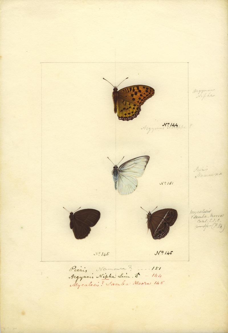 Indian fritillary (Argynnis hyperbius), plain puffin (Appias indra), dingy bushbrown (Mycalesis perseus); DISPLAY FULL IMAGE.