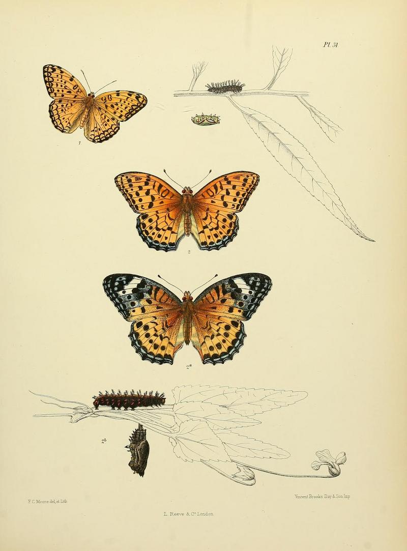 common leopard (Phalanta phalantha), Indian fritillary (Argynnis hyperbius); DISPLAY FULL IMAGE.