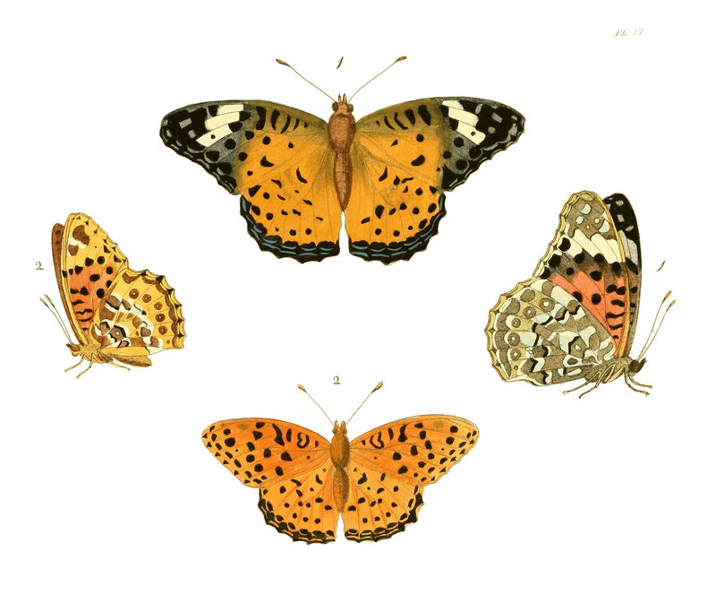 Indian fritillary (Argynnis hyperbius); DISPLAY FULL IMAGE.
